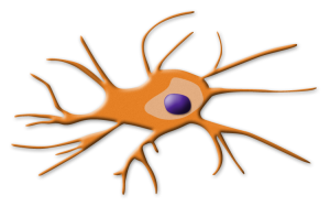 dendritic-cell